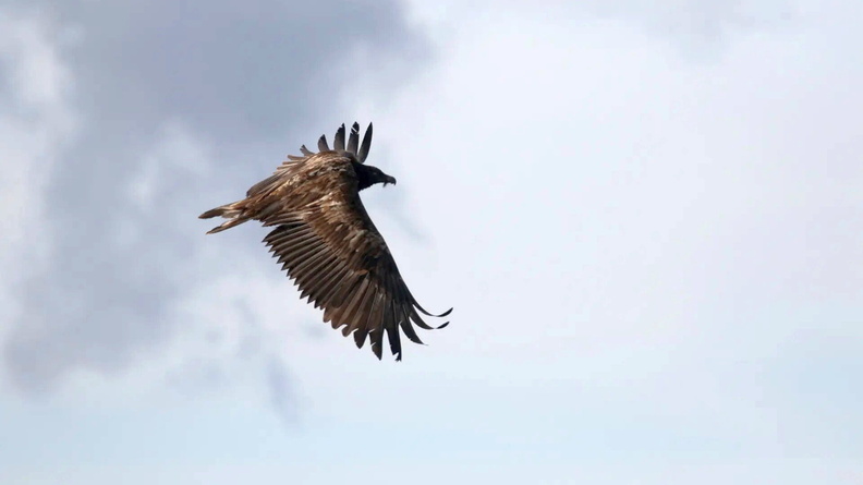 Bearded Vulture AKA Lammergeier AKA Ossifrage (Gypaetus barbatus), Sheffield, South Yorkshire, England, UK